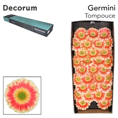 Germini Tompouce 45cm 7cm Ø