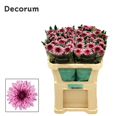 Chr G Pip 70cm 75gram
