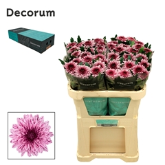 Chr G Pip 70cm 75gram
