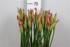Ne Bo Favoriet 70cm