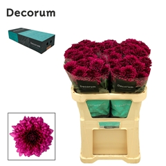 Chr G Lamira 70cm 100gram