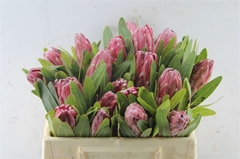 Protea Lancelot 30cm