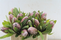 Protea Pink Ice 30cm
