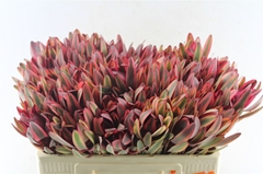 Leucad Jester 50cm