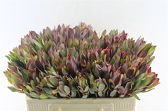 Leucad Senorita 50cm
