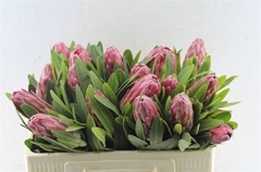 Protea Lancelot 50cm