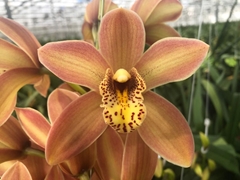 Cymb Mi P11 70cm