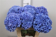 Hydr M Royal Parade 60cm 17cm Ø