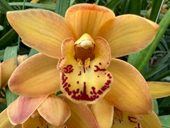 Cymb Mi Orang Beauty 60cm