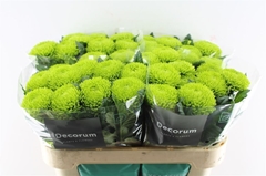 Chr G Alemani 70cm 100gram