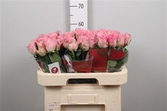 R Gr Wham 60cm
