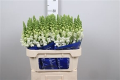Antir Antibes White 75cm