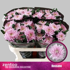 Chr G Rossano 70cm 80gram