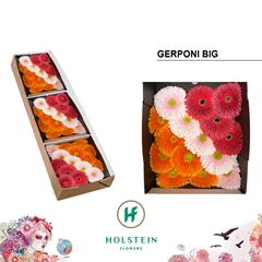 Ge Gb Gerp Bi Gem Ry 45cm 10cm Ø