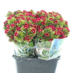 Di Barb Kiw Dark Red 50cm 23