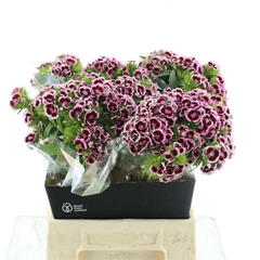 Di Barb B Rood Wit 45cm 23