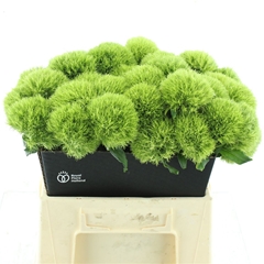 Di Barb Kiwi Mellow 40cm