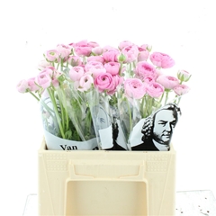 Ran Elegance Pink 40cm 20gram