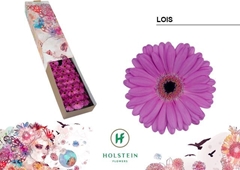 Germini Lois 45cm 7cm Ø