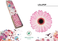 Germini Lollipop 45cm 7cm Ø