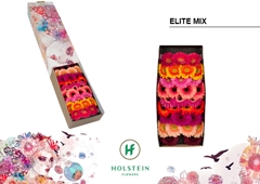 Germini Elite Mix Gem 45cm 7cm Ø