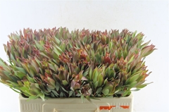 Leucad Other 50cm