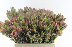 Leucad Senorita 60cm