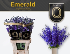 Delph El Delp Emeral 90cm 23