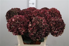 Hydr M Mag Rubyrd Cl 80cm 22cm Ø