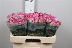 R Gr Thriller 60cm