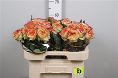 R Gr Aruba Summerh 60cm