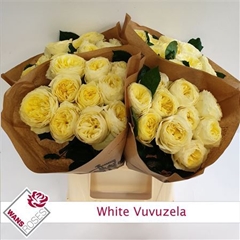 R Gr White Vuvuzela 40cm 4cm