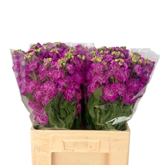 Matth St Deep Rose 60cm 23