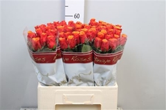 R Gr Espana 60cm