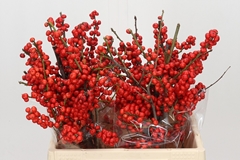 Ilex Vert (RODE Bes) 40cm
