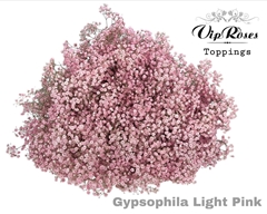 Gyps Pa Light Pink