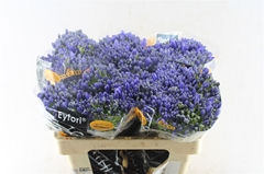 Agap Atlantic Ocean 50cm