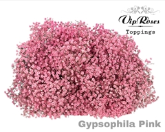 Gyps Pa Pink