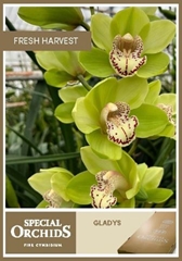 Cymb T Gladys 80cm 13+