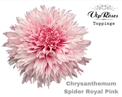 Chr G Spider Royal Pink