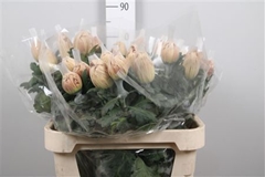 Chr G Vienna Copper 75cm 75gram