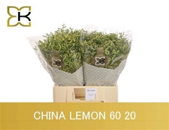 Lim Sin China Lemon 60cm 20gram