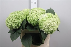Hydr M Roy Highne Cl 80cm