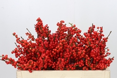 Ilex Vert (RODE Bes) 50cm