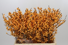 Ilex Golden Verboom 60cm