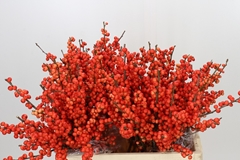 Ilex Oudijks Orange 60cm