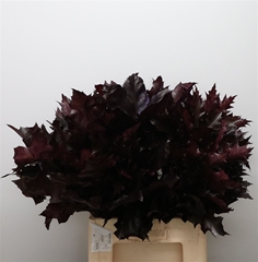 Querc Rubra Klb 21% 60cm
