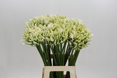Agap Gletsjer 70cm