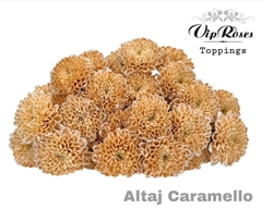 Chr T Altaj Caramello