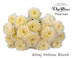 Chr T Altaj Yellow Blush
